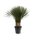 Yucca Rostrata (80-100cm) - Exotische Eleganz für Ihr Zuhause Bild 1
