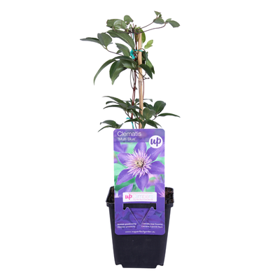 3x Clematis ‘Multi Blue’ P9 – Dt.-blaue Kletterpflanze