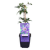 3x Clematis ‘Multi Blue’ P9 – Dt.-blaue Kletterpflanze Bild 2