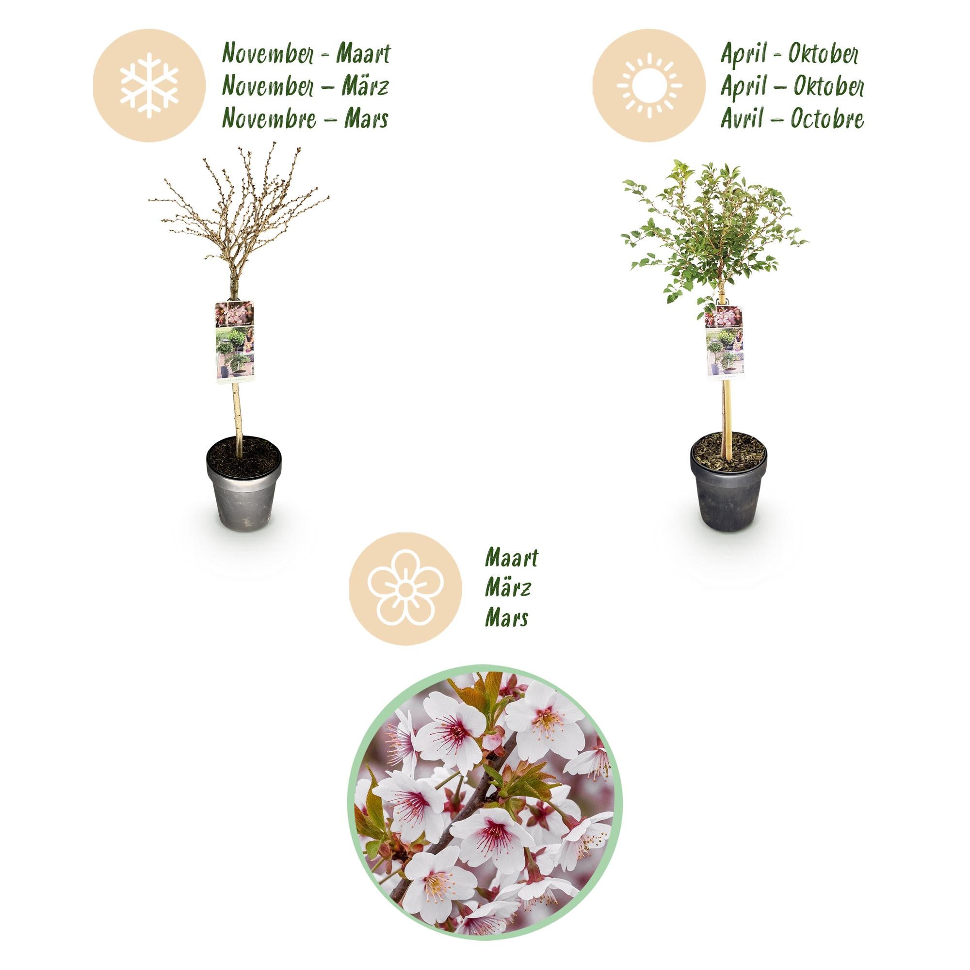 GreenboutiQ - Stamm Pflanze - Prunus incisa Koujou-no-mai - Terrassen Pflanze - Laubabwerfend - Winterhart - Weiße Blüte - Topf 19cm Höhe 90cm