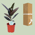 Ficus Elastica Abidjan – Gummibaum, Ø17cm, ↕55cm Bild 4
