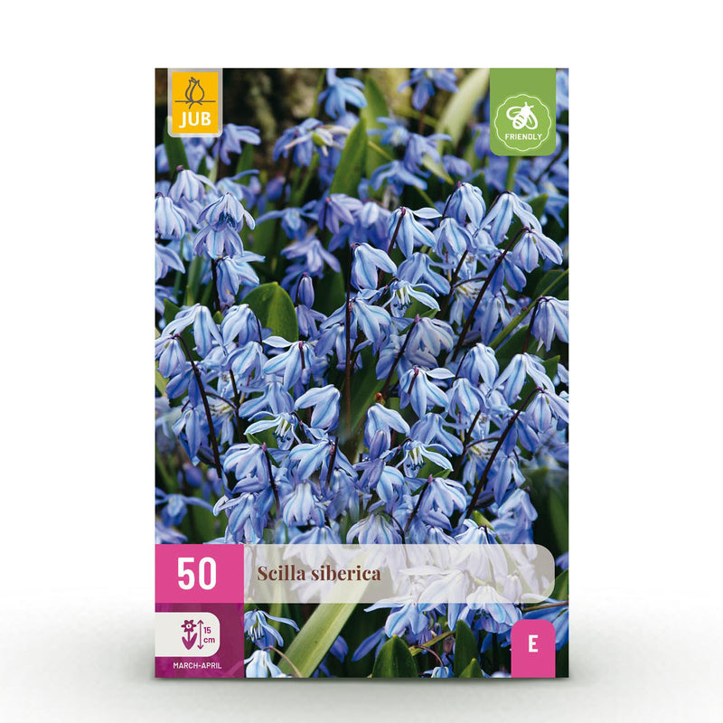 GreenboutiQ Scilla Siberica Blumenzwiebeln - 50 Stück Lila