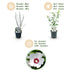 Hibiscus 'Red Heart' - 3 Plants - White-Red - 45cm Bild 4
