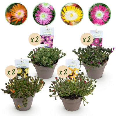 GreenboutiQ Delosperma Jewel of Dessert Mix - 8 winterharte Pflanzen