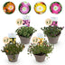 GreenboutiQ Delosperma Jewel of Dessert Mix - 8 winterharte Pflanzen Bild 1