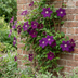 Clematis Warszawska Nike - Waldrebe Warszawska Nike - Rot - Kletterpflanze - Ø9cm - ↕35cm Bild 4