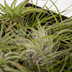 Everspring Tillandsia Luftpflanzen Mix - 10 Stück - 6 cm Bild 5