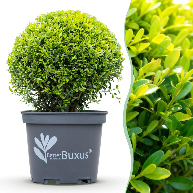 GreenboutiQ Buxus Kugel (30cm) - Mehltau-resistent, pflegeleicht