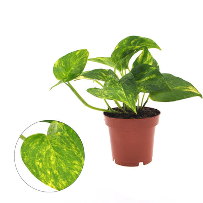 Epipremnum Aureum (Geldbaum) im 12cm Topf, ca. 25cm hoch