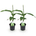 GreenboutiQ Bananenpflanze Musa Basjoo - Winterhart - 2 Pflanzen Bild 2