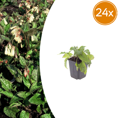 24x Beinwell (Symphytum grandiflorum) - 10-25cm - Ø9cm