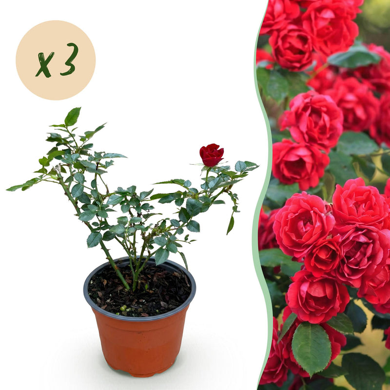 Pink Red The Fairy Rose: 3 winter-hardy plants in 12cm pots