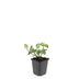 24x Euonymus fort. 'Dart's Blanket' - ↕10-25cm - Ø9cm Bild 2