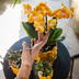Hummingbird Orchids | Orange/Yellow Las Vegas Orchid + Retro Ochre Pot | flowering houseplant – fresh from the grower Bild 4