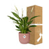 Friedenslilie Spathiphyllum 12cm im ELHO Vibes Fold 14cm Topf Rosa Bild 4
