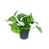 Scindapsus Pictus Trebie Hängepflanze, Ø12cm Topf, ca. 20cm hoch Bild 1