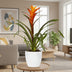 Guzmania Variada: Leuchtende Bromelie (Ø12cm Topf, ca. 50cm hoch) Bild 3