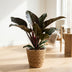 Philodendron Imperial Red - easy-care houseplant in basket, 60cm Bild 4