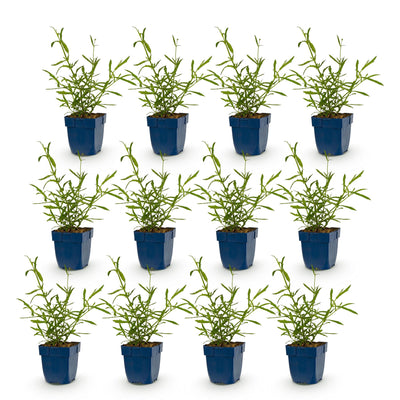 Green boutiQ - Perennials - Verbena bonariensis Lollipop - Vervain - Bee and Butterfly Attractant - Purple - 12 Plants - Pot 11cm - Height 15-25cm