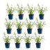 Green boutiQ - Vasteplant - Verbena bonariensis Lollipop - Ijzerhard - Bijen en Vlinderlokkers - Paars - 12 Planten - Pot 11cm - Hoogte 15-25cm Bild 1