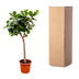 Ficus Lyrata Geigenfeige XXXL - 230cm - Ø40-45 Bild 3