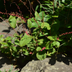 24x Persicaria amplexicaulis 'Speciosa' - Red Flowers, Perennial Bild 6