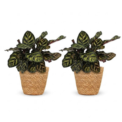 Green boutiQ - Calathea Makoyana - Pfauenpflanze - 2 Pflanzen - mit Korb - Topf 12cm - Höhe - 25cm