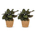 Green boutiQ - Calathea Makoyana - Pfauenpflanze - 2 Pflanzen - mit Korb - Topf 12cm - Höhe - 25cm Bild 2