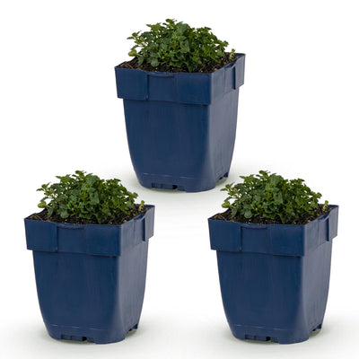 Green boutiQ - Perennial - Campanula portenschlagiana - Peachleaf Bellflower - Ground Cover - Pink - 3 Plants - Pot 11cm - Height 15-25cm