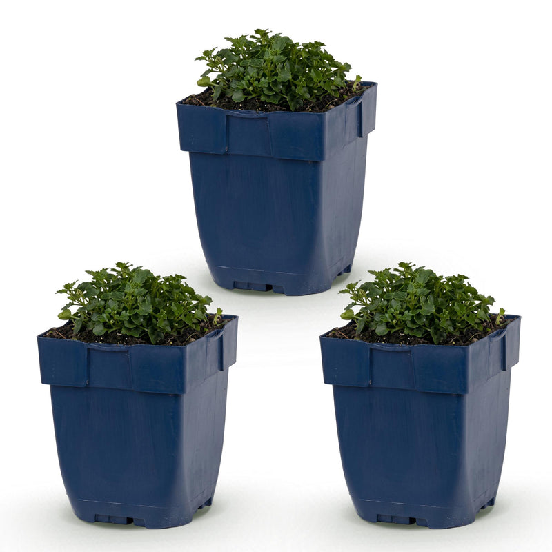 Green boutiQ - Perennial - Campanula portenschlagiana - Peachleaf Bellflower - Ground Cover - Pink - 3 Plants - Pot 11cm - Height 15-25cm