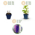 Green boutiQ - Perennial - Delphinium Tricolour - Larkspur - Bee and butterfly attractors - Purple - Pink - White - 24 Plants - Pot 11cm - Height 15-25cm Bild 4