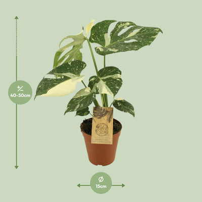 Monstera Thai Constellation im 15cm Topf, ca. 50cm hoch