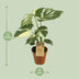 Monstera Thai Constellation im 15cm Topf, ca. 50cm hoch Bild 2