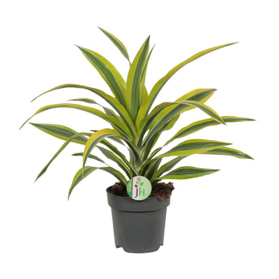 Dracaena Fragrans Lemon Lime Drachenbaum - Zimmerpflanze 40cm