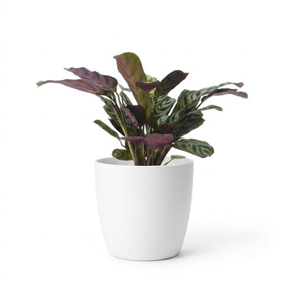 Green boutiQ - Ctenanthe Burle Marxii - Fischgräten-Gebetspflanze - 1 Pflanze - mit Weißem Topf - Topf 12cm - Höhe - 30cm