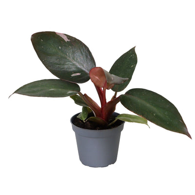 Philodendron Pink Princess - Tropische Eleganz mit rosa Blättern