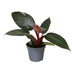 Philodendron Pink Princess - Tropische Eleganz mit rosa Blättern Bild 1