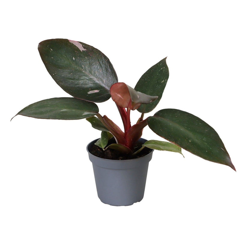 Philodendron Pink Princess - Tropische Eleganz mit rosa Blättern