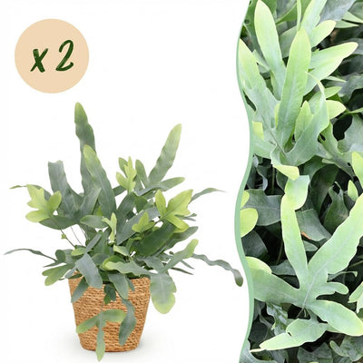 Phlebodium aureum Blue Star: 2 Blaue Farne mit Korb, Topf 12cm