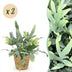 Phlebodium aureum Blue Star: 2 Blaue Farne mit Korb, Topf 12cm Bild 1