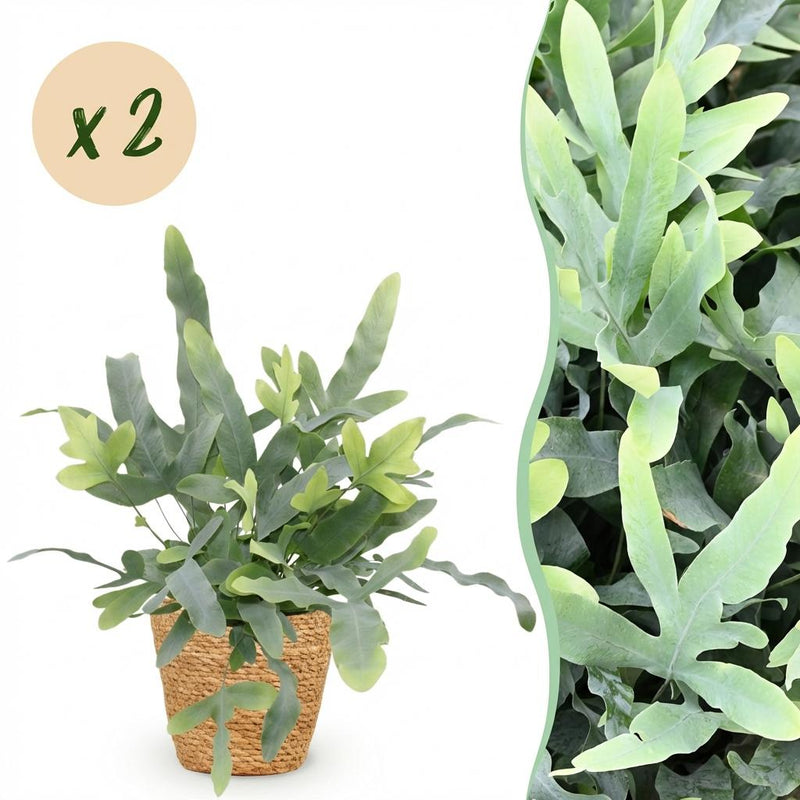 Phlebodium aureum Blue Star: 2 Blaue Farne mit Korb, Topf 12cm