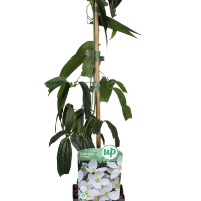 Clematis armandii - 3 Pflanzen - Ø15cm - ↕65cm