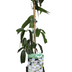 Clematis armandii - 3 Pflanzen - Ø15cm - ↕65cm Bild 2