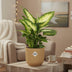 Ficus Elastica 'Robusta' im gelben ELHO Vibes Fold Topf (14 cm) Bild 3