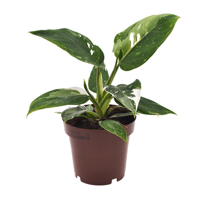 Philodendron White Princess - Topf Ø12cm, Höhe 25cm