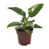 Philodendron White Princess - Topf Ø12cm, Höhe 25cm Bild 1