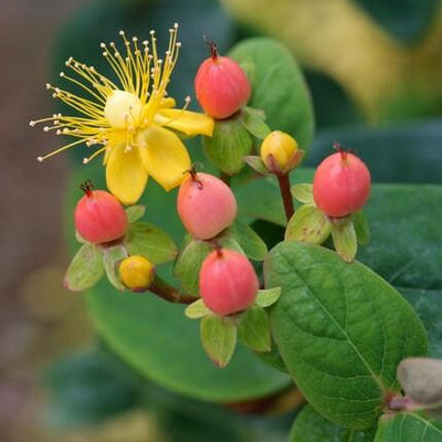 60x Hypericum inodorum 'Annebel' - ↕10-25cm - Ø9cm
