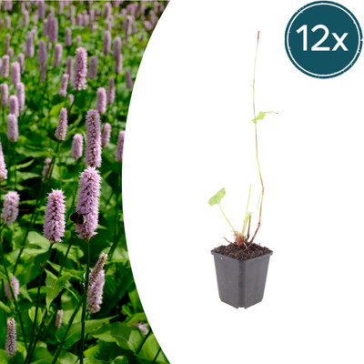 12x Persicaria 'Superba' - 10-25cm, Ø9cm