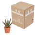 Aloe Zebrina Dannyz in terracotta pot – Radiant houseplant Bild 5