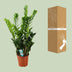 ZZ-Pflanze Zamioculcas - Ø21cm - ↕100cm Bild 4